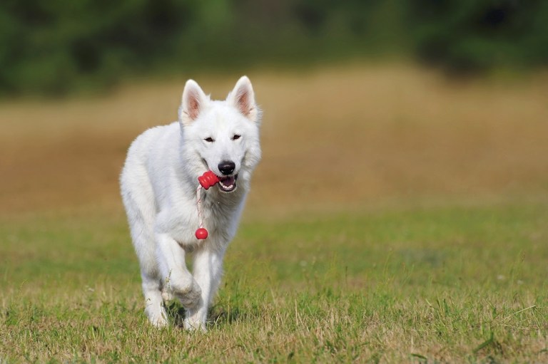 Los perros tienen un único origen genético que viene desde el Neolítico