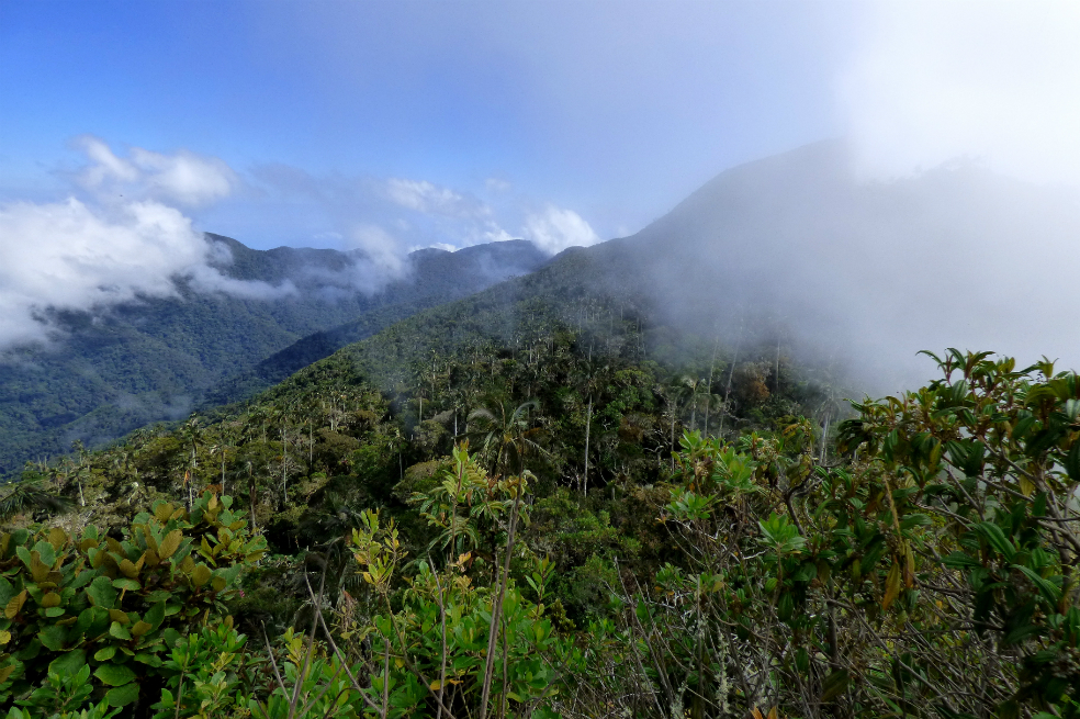 En el segundo trimestre de 2017, la Sierra Nevada fue la zona del país donde más se detectó deforestación. / Flickr - Alejandro Bayer Tamayo