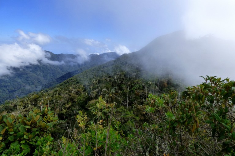 Parques Naturales aclara datos de deforestación en sus áreas