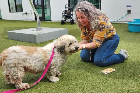 Nunca perdió la esperanza: tras 10 años, dueña encuentra a su mascota perdida