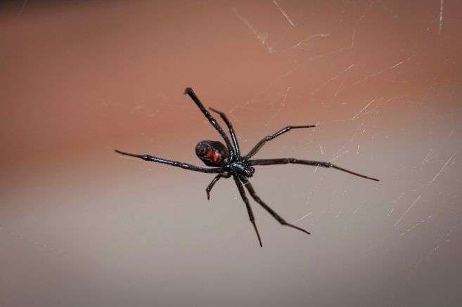 Las arañas con cara de ogro usan sus telarañas como armas para atrapar insectos. *imagen de referencia.