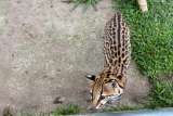 Rescatan un ocelote, especie en vía de extinción, que vivía enjaulado en una finca