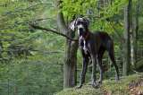 ¿Cuáles son algunas de las mejores razas de perros grandes?