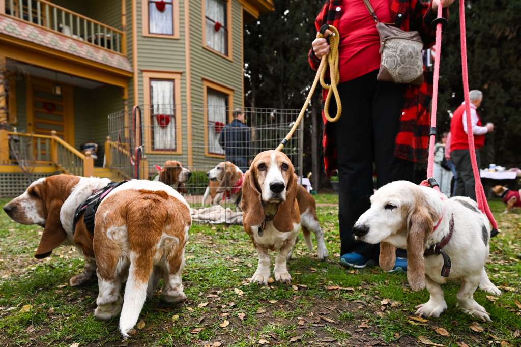 Decenas de sabuesos se reunieron el 11 de febrero de 2023 en la soleada California para celebrar el Día de San Valentín y ducharse sus dueños a mordiscos y lametones. Uno de los más conmemorados en Estados Unidos, el Día de San Valentín -que se celebra el 14 de febrero- sirvió para que el Grupo de Rescate Basset Hound del Sur de California llamara la atención sobre la importancia del rescate y la adopción.