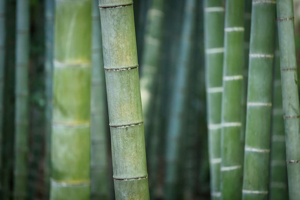 El bambú de la suerte es una de las plantas acuáticas más comunes para interiores.