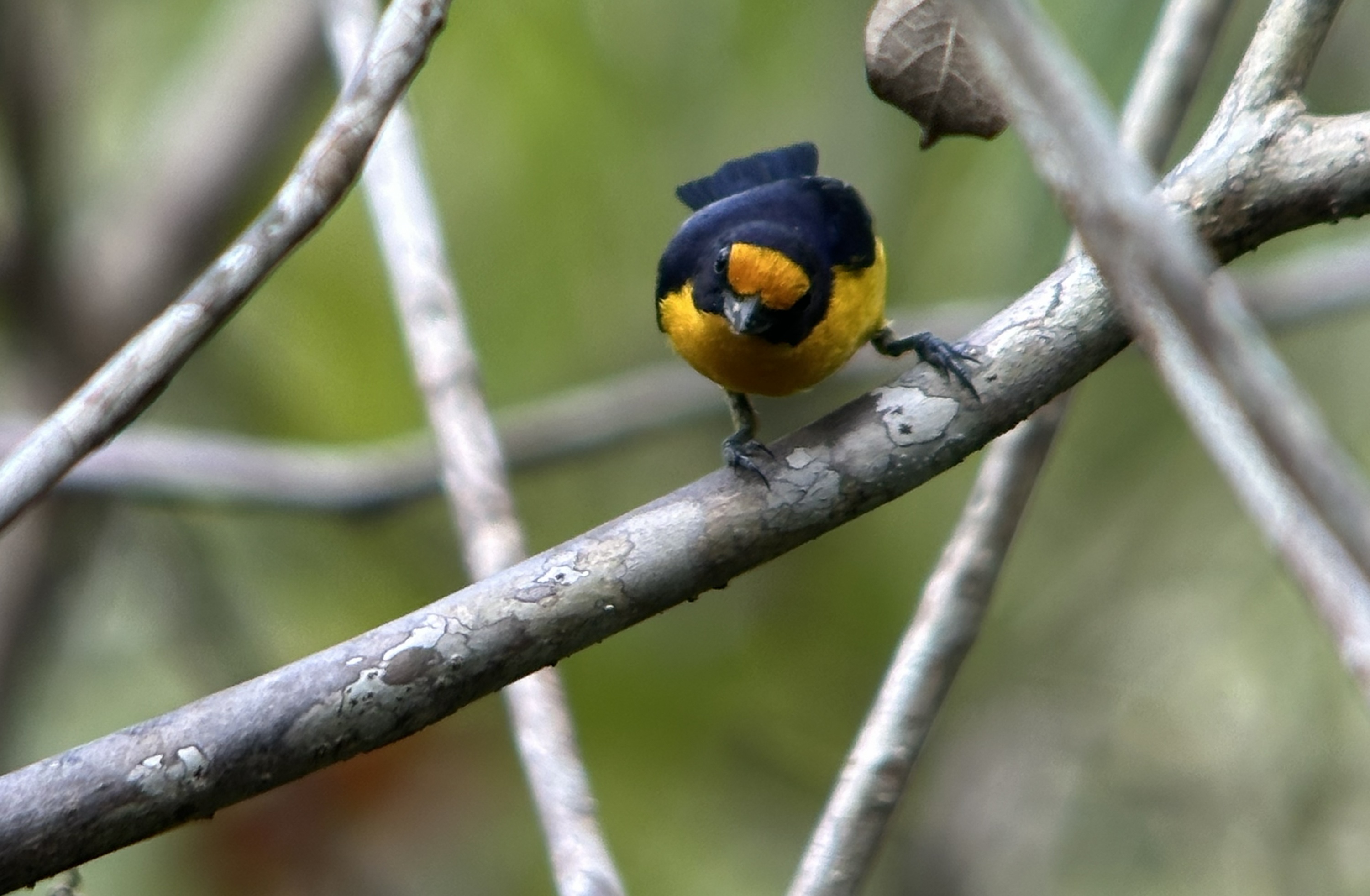 Imagen de la "Euphonia violacea" hallada en el PNN El Tuparro.