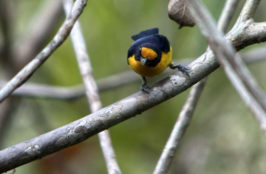 Imagen de la "Euphonia violacea" hallada en el PNN El Tuparro.