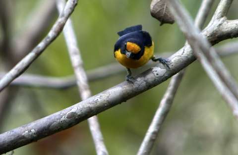 Hay una nueva especie de ave para Colombia. Así la encontraron