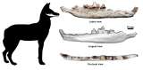 Hallan el primer fósil del lobo etíope, una de las especies más amenazadas del mundo