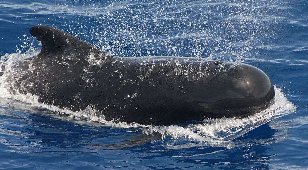 Imagen de una ballena piloto (Globicephala).