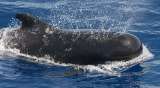Encuentran 49 ballenas “varadas”  en Nueva Zelanda
