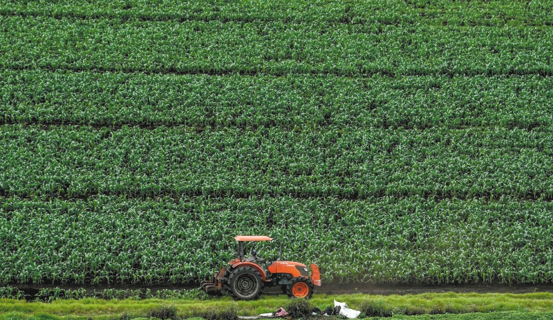 La estrategia CREO tendrá un foco en las unidades productivas del sector agropecuario y de comunidades rurales. Por ello, el Gobierno Nacional asignó incentivos específicos para 34.000 operaciones adicionales en este sector. Imagen de referencia. / AFP / Juan BARRETO
