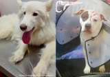 Condenan a hombre que golpeó a una gata: Fiscalía judicializa otros dos casos de maltrato
