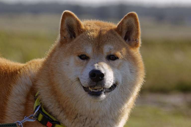 Esta es la raza oficial de Japón, en la que es considerada como un tesoro nacional. La fecha de su origen sigue siendo desconocida, pero existe evidencia de su existencia como raza pura hace al menos 3 mil años.