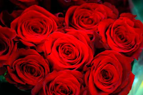 ¿Por qué se regalan rosas y libros este 23 de abril?