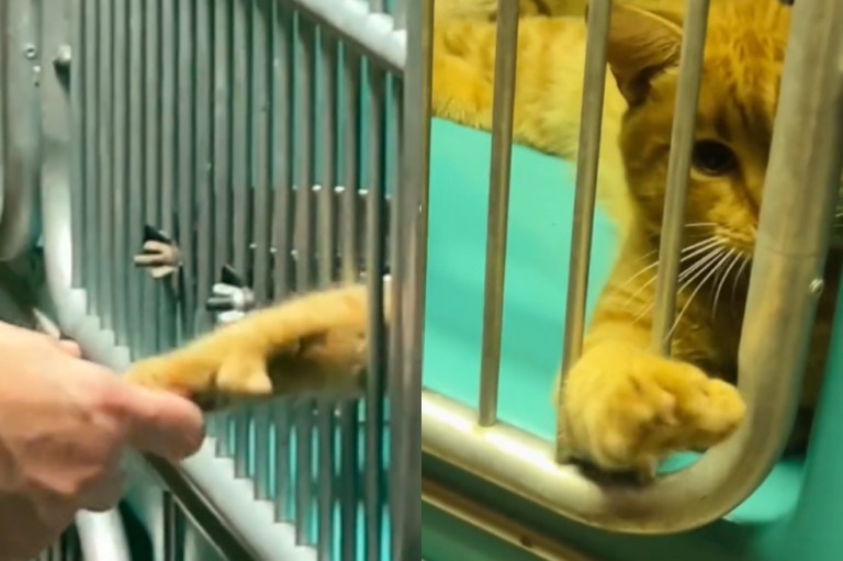 Este gatito se aferra a las manos de las personas para que lo adopten (video)
