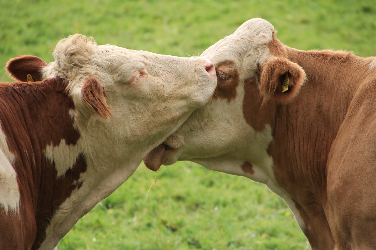 Las vacas son consideradas sagradas por el hinduismo.