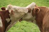 La relación entre el precio de la carne de res y la exportación de ganado