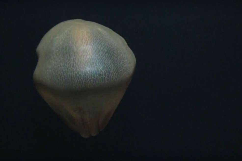 Así luce la la medusa "Deepstaria enigmatica". / Tomada de Youtube