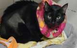 Devuelven a una gatita al refugio un año después de ser adoptada: “No entiende qué hizo mal”