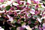 Callisia: una opción ornamental de bajo mantenimiento