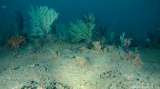Aunque se creía muerto, científicos descubren que este arrecife de coral está lleno de vida