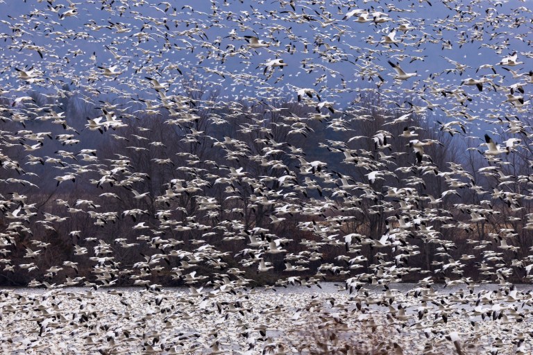 Primeros casos de gripe aviar en aves silvestres en Colombia: 10 pelícanos en Gorgona