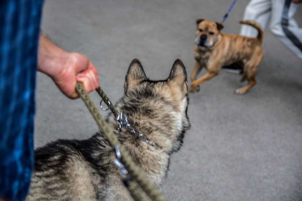 La Corte Constitucional podría definir esta semana sobre el listado de perros potencialmente peligrosos. / Gettyimges