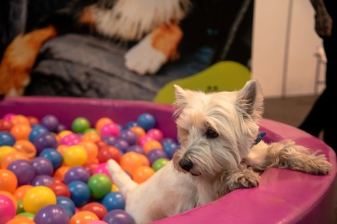 Expopet 2023: un evento para los amantes de las mascotas y el cuidado animal