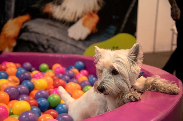 Expopet 2023: un evento para los amantes de las mascotas y el cuidado animal