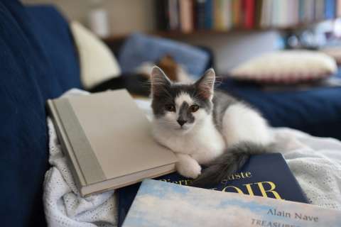 Conozca los libros que rinden homenaje a los gatos