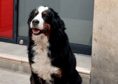 ¿Los ha visto? Yeison, Kiara, Guanda y otros animales perdidos en Bogotá