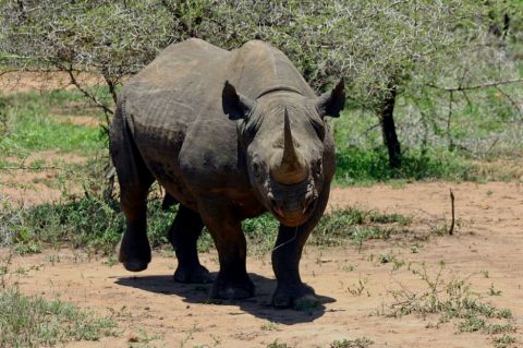 Ruanda reintroduce rinocerontes en un parque natural