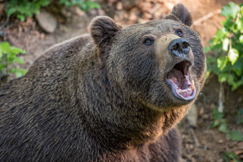 Imagen de referencia - En la península de Shiretoko (Japón) viven cerca de 500 ejemplares de oso pardo.