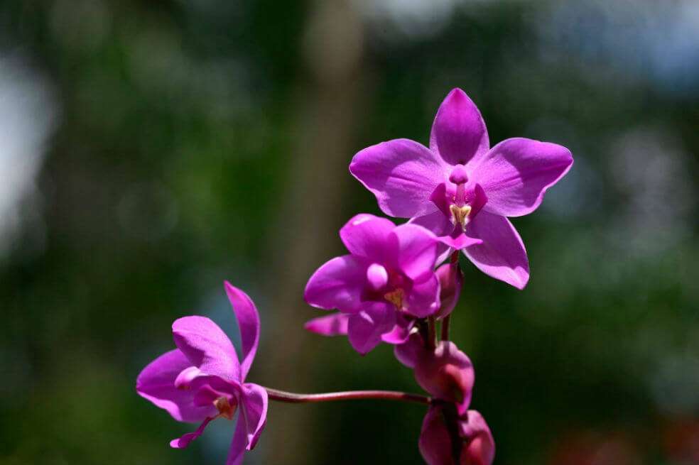 La mujer se dio cuenta que el hombre cultivaba numerosas orquídeas. / Archivo particular