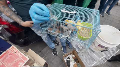 Bogotá: Denuncian venta ilegal de animales e irregularidades en plaza El Restrepo