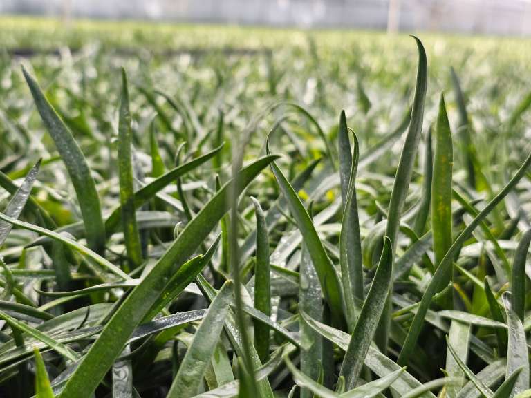 La propagación se realiza en zonas especializadas como Villa de Leyva, donde se hace el esqueje y el enraizamiento en condiciones controladas y aisladas para proteger la sanidad del material vegetal.