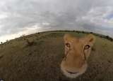 Leona robó cámara GoPro a turistas y capturó curiosas imágenes