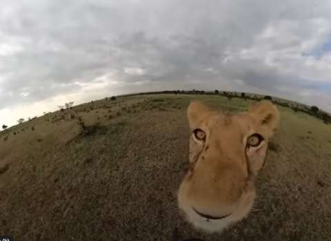 Leona robó cámara GoPro a turistas y capturó curiosas imágenes