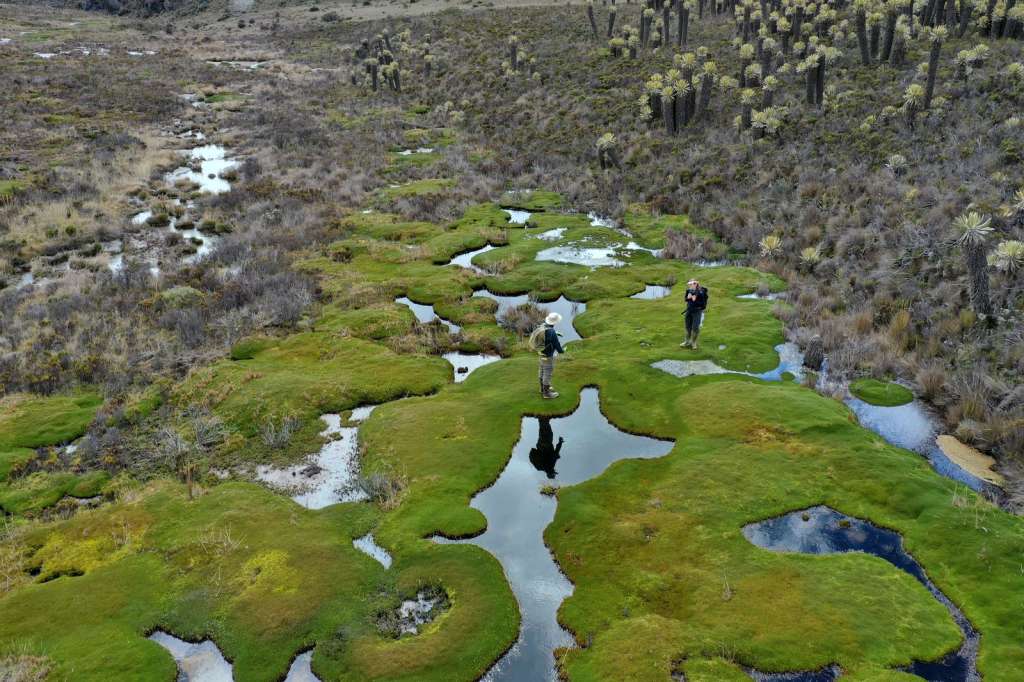 Benavides y Skillings coinciden en una conclusión: es urgente conservar estos ecosistemas. “Mientras los bosques cubren el 52 % del territorio colombiano, las turberas de montaña representan apenas el 0,2 %, pero acumulan casi 13 veces más carbono por hectárea que los bosques del país”, afirma Skillings.