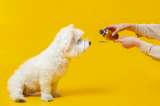 En este país los veterinarios podrán usar medicamentos humanos en animales, ¿por qué?