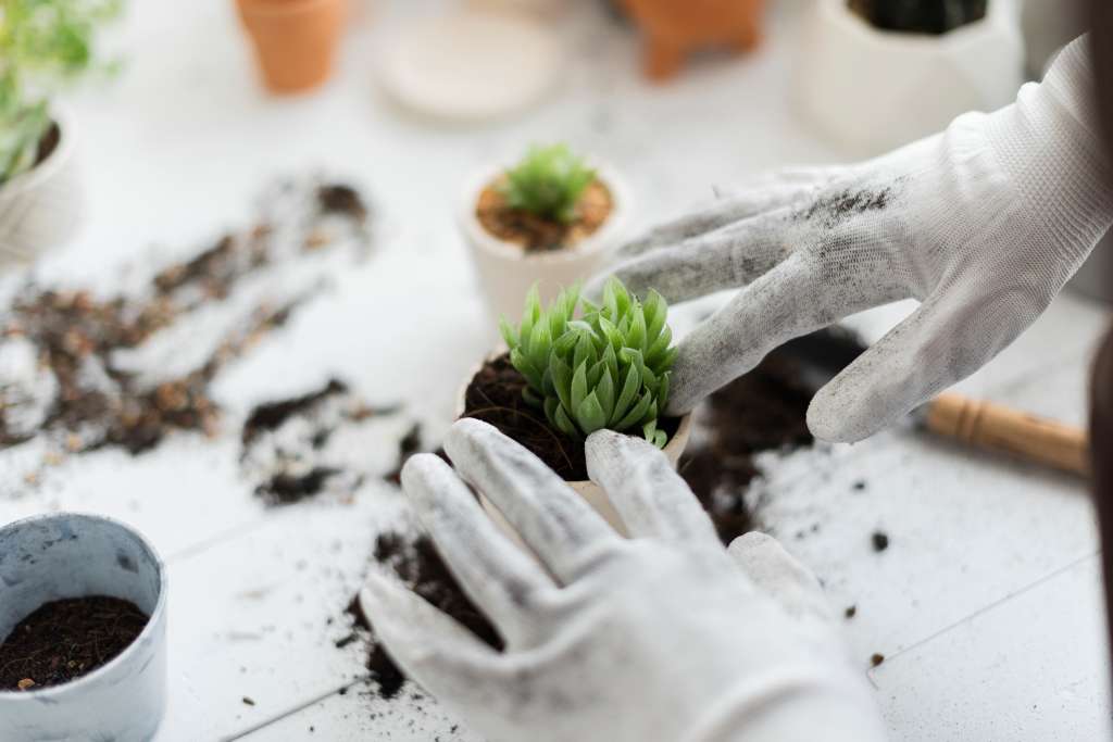 Con estas medidas implementadas, debería ser muy difícil que el moho vuelva a aparecer. Sin embargo, mantenga una observación regular de sus plantas para detectar cualquier signo temprano de problemas y actuar rápidamente si es necesario.