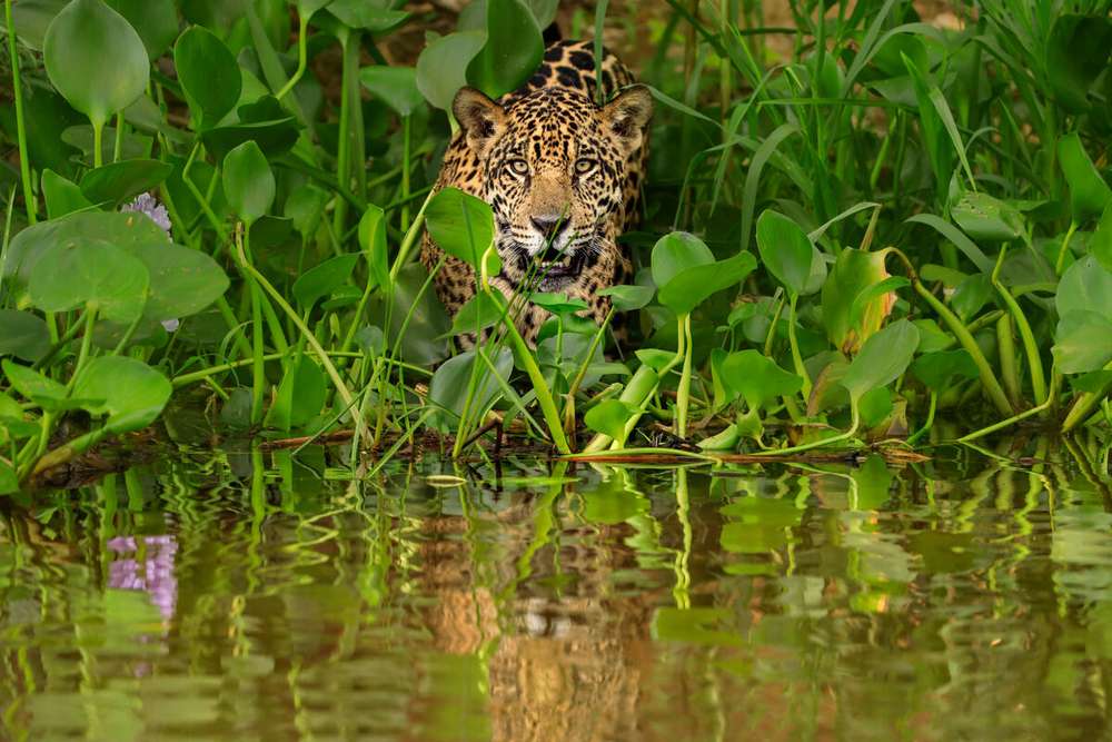 El jaguar mide aproximadamente 1.5 y 2.4 metros y pesa entre 45 y 130 kg, convirtiéndose en el tercer felino más grande del planeta.