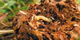Las termitas nos dan pistas de cómo recuperar los suelos de la Amazonia