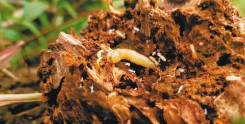Las termitas nos dan pistas de cómo recuperar los suelos de la Amazonia