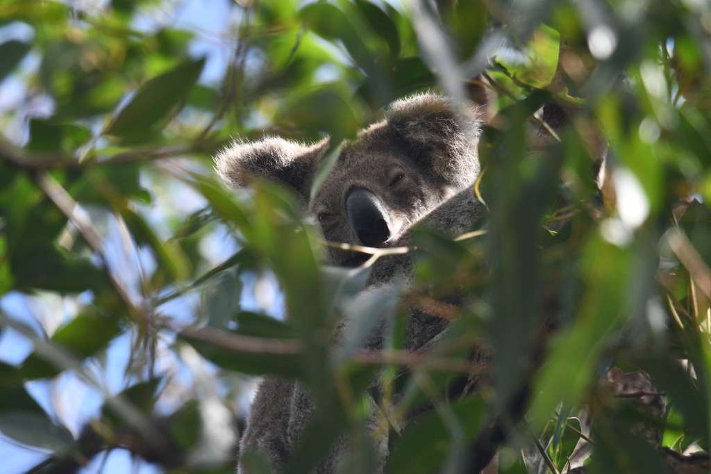 AME275. ISLA DE NORTH STRADBROKE (AUSTRALIA), 08/07/2024.- Fotografía cedida por WWF Australia que muestra un koala en su hábitat en la Isla de North Stradbroke (Australia). Un proyecto medioambiental combina el uso de drones y la inteligencia artificial (IA) con los conocimientos ancestrales de una comunidad aborigen con el objetivo de proteger a la población de koalas de los incendios forestales del noreste de Australia. EFE/ WWF Australia /SOLO USO EDITORIAL/SOLO DISPONIBLE PARA ILUSTRAR LA NOTICIA QUE ACOMPAÑA (CRÉDITO OBLIGATORIO)