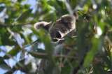 Aunque bajan poco, los koalas mueren más en el suelo que en los árboles