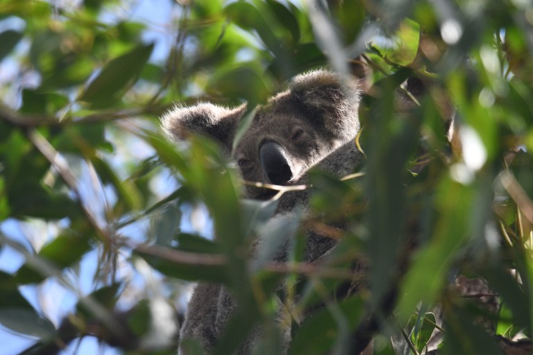 Aunque bajan poco, los koalas mueren más en el suelo que en los árboles