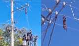 Video: rescatan a mono aullador que había quedado atrapado en cables de energía