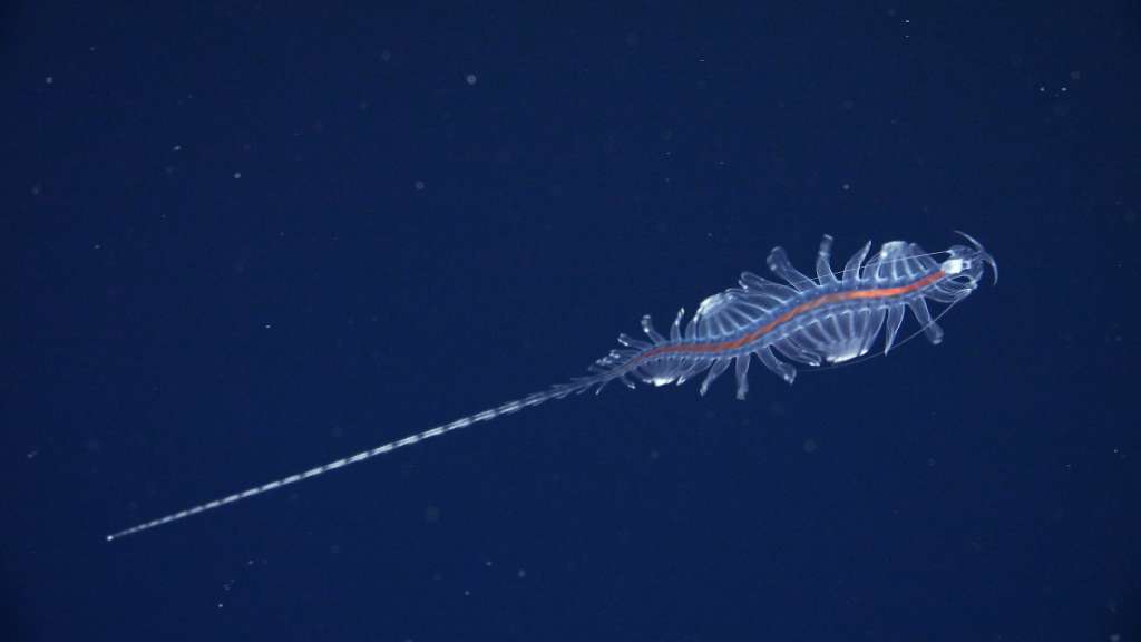 Esta es una nueva especie del género Tomopteris, comúnmente conocida como gusanos de telaraña. El equipo científico de la expedición probó una nueva tecnología que proporciona a los científicos métodos novedosos y no invasivos para estudiar estos extraordinarios animales.